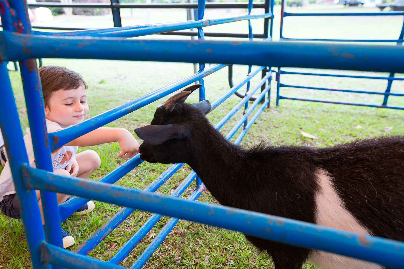 A child meets a goat at the petting pen during the Children's Festival at Park Circle in North Charleston, S.C.
