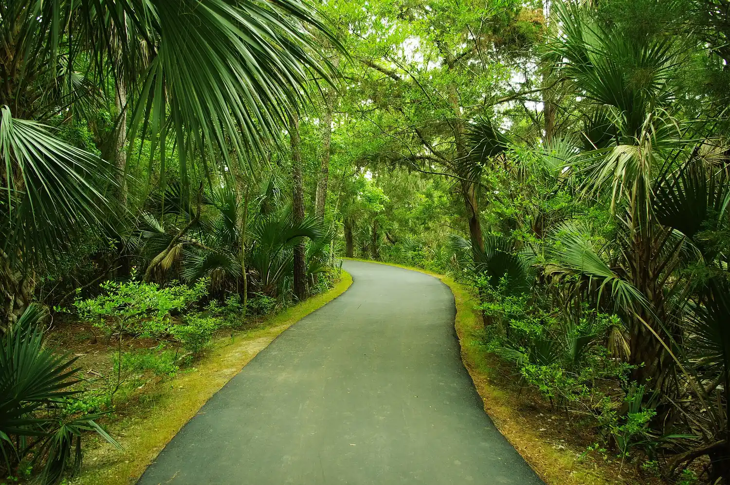 A paved walkway through palmettos and live oaks at Palmetto Islands County Park in Mount Pleasant, which has an off-leash dog park.