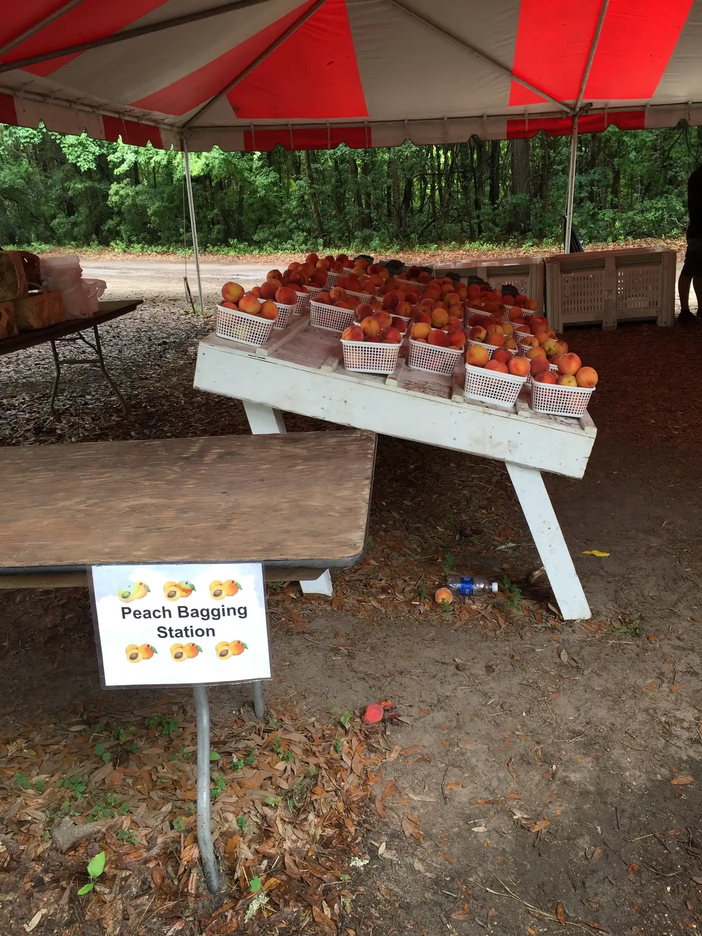Baskets of peaches at a bagging station under the tent at Boone Hall Farms in Mount Pleasant.