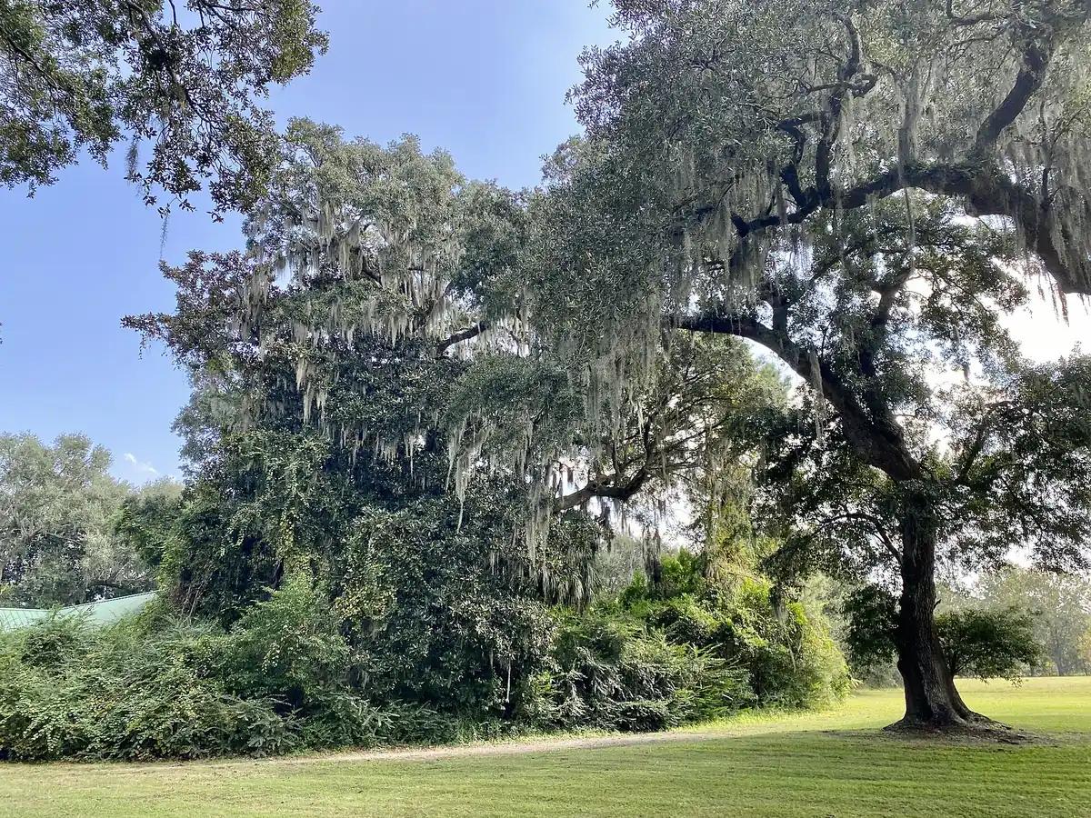 Live oaks hung with Spanish moss on the grounds of Snee Farm, the Charles Pinckney National Historic Site in Mount Pleasant.