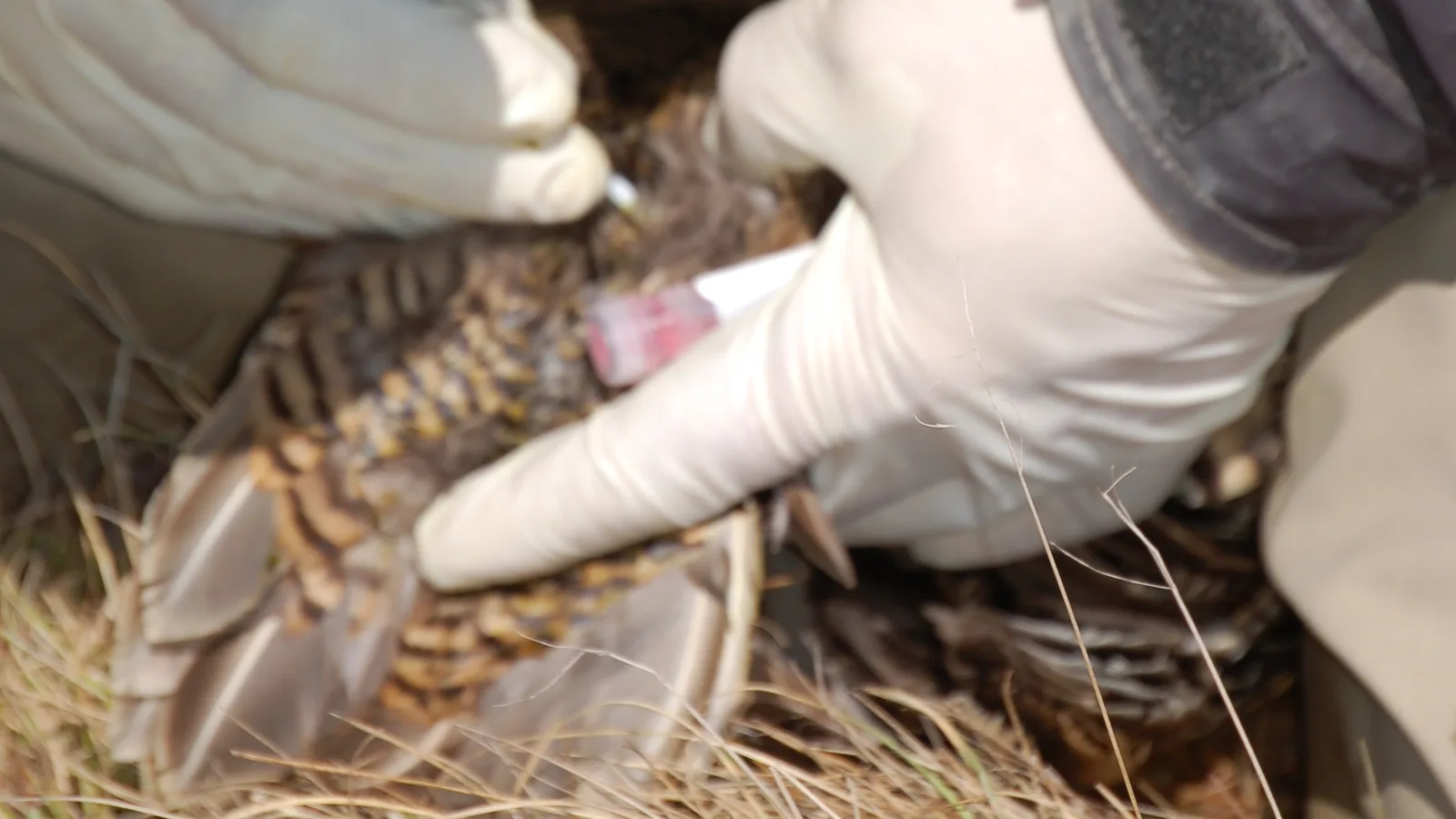 A wildlife biologist in gloves swabs a wild bird for avian influenza testing in Alaska. The picture does not show Mount Pleasant.