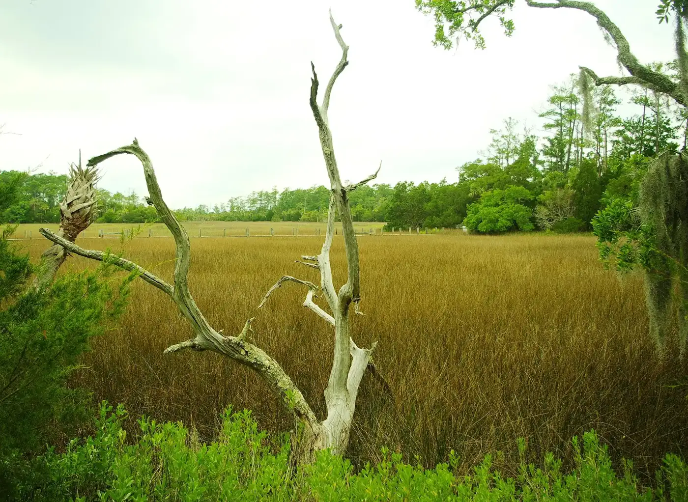 Tidal marsh and live oaks at Palmetto Islands County Park in Mount Pleasant. The picture does not show the Republic Tract.