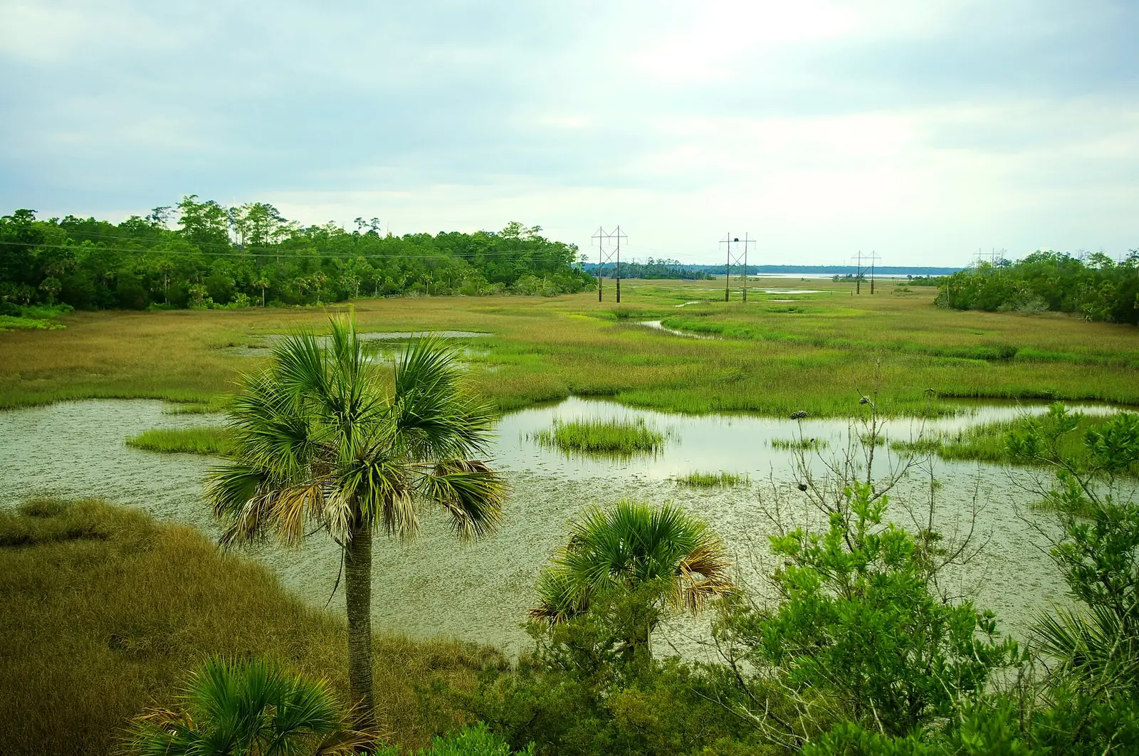 Marsh and Horlbeck Creek seen from the observation tower at Palmetto Islands County Park in Mount Pleasant.