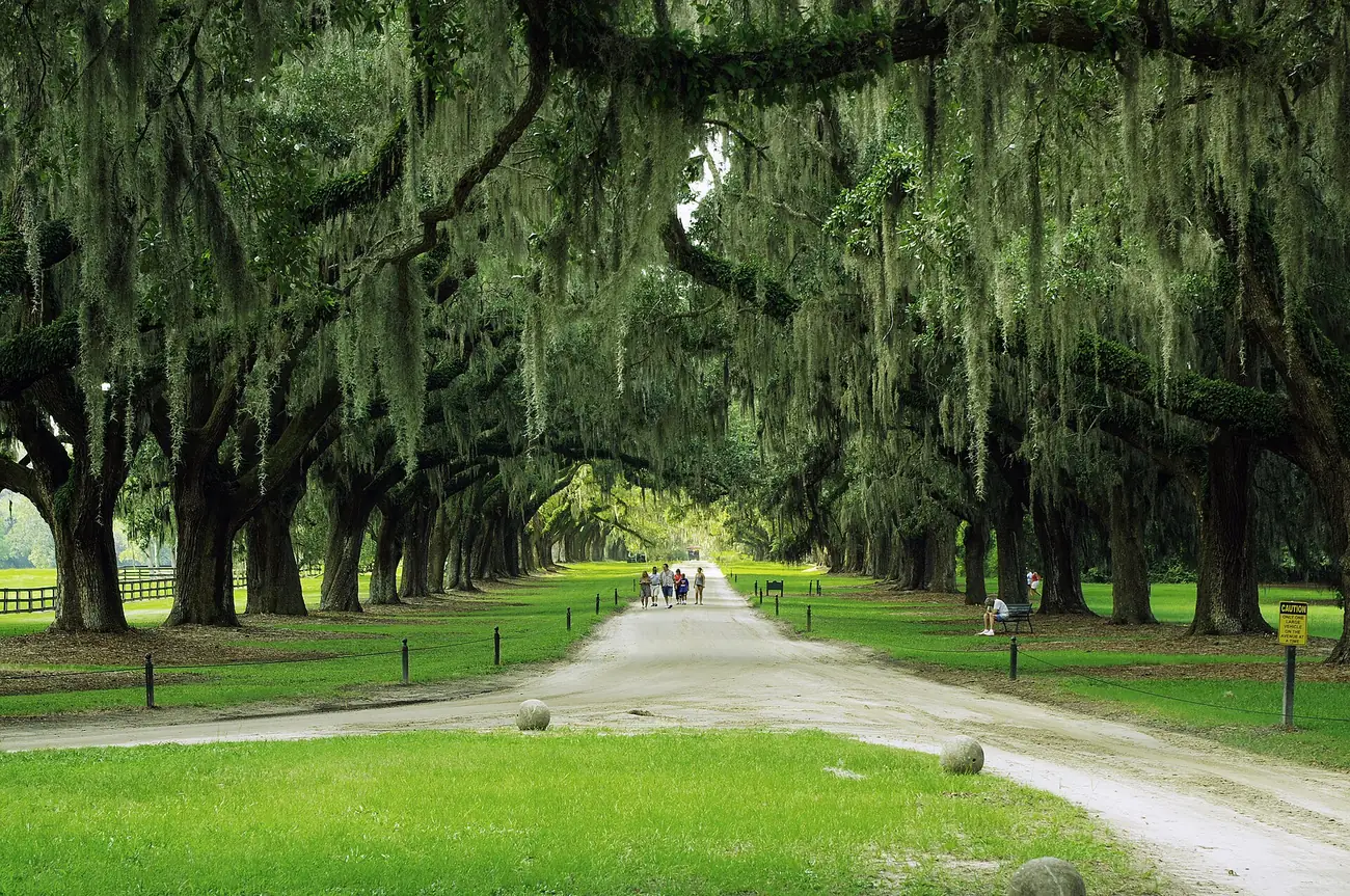 The Avenue of Oaks at Boone Hall Plantation in Mount Pleasant, which closes for tours on Thanksgiving Day.